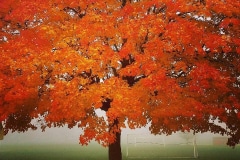 fall-tree-by-old-ms-elm-st