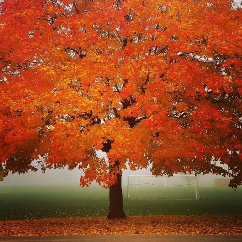fall-tree-by-old-ms-elm-st